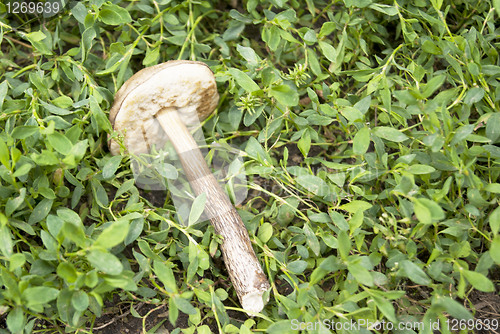 Image of Aspen mushroom in the grass