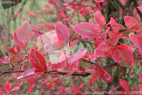 Image of Blueberry Bush