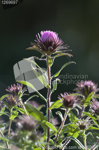 Image of pink flower monarda