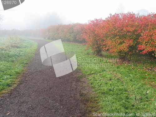 Image of Blueberry Farm