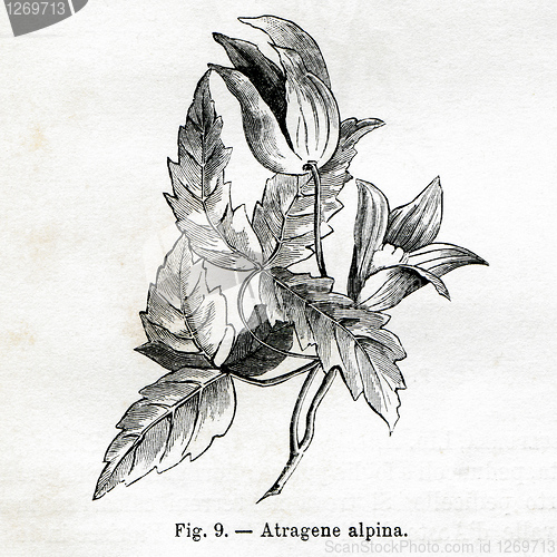 Image of Vintage flowers illustrations