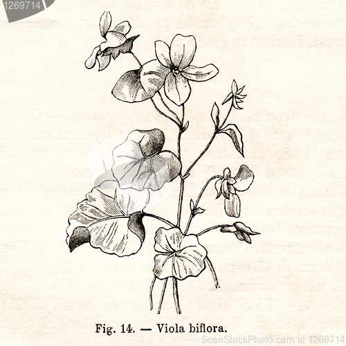 Image of Vintage flowers illustrations