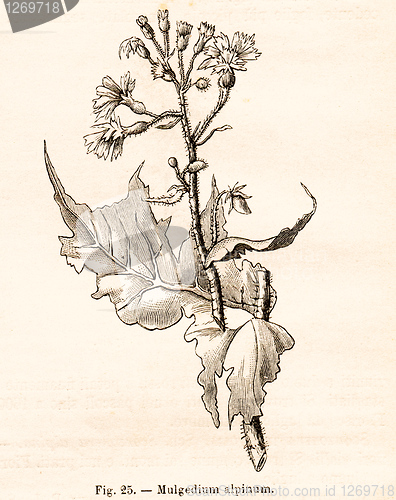 Image of Vintage flowers illustrations