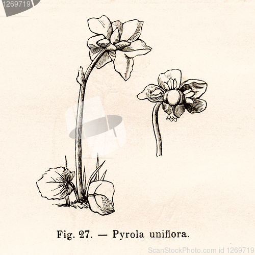 Image of Vintage flowers illustrations