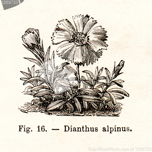 Image of Vintage flowers illustrations