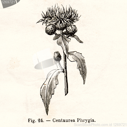 Image of Vintage flowers illustrations
