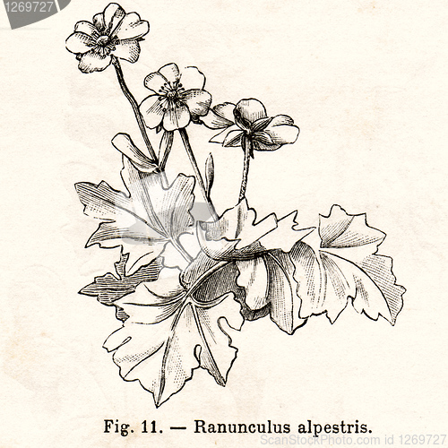Image of Vintage flowers illustrations