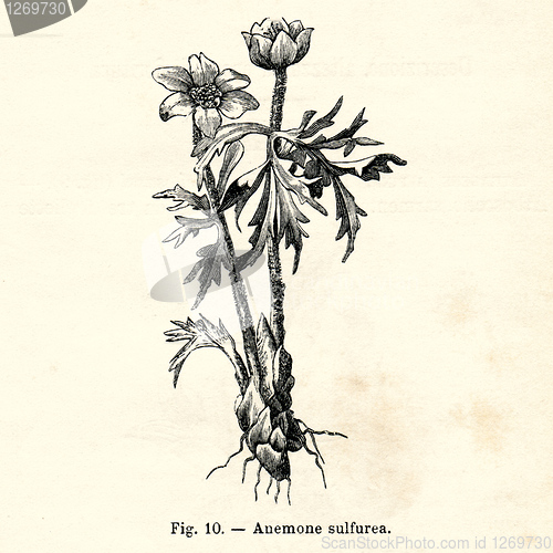 Image of Vintage flowers illustrations