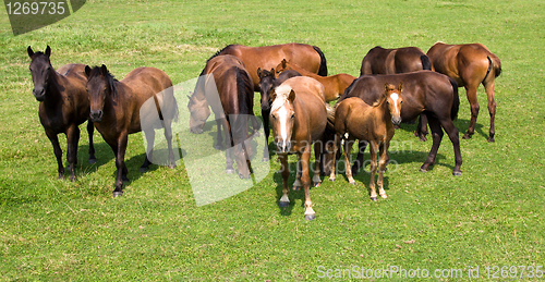 Image of Horses