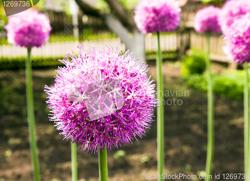 Image of Garlic flower