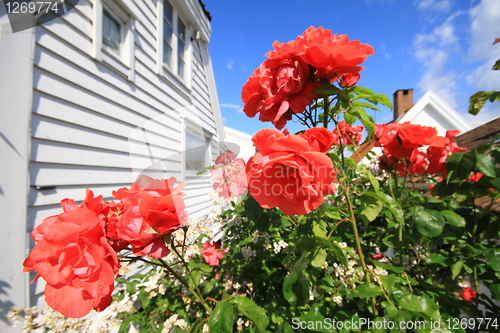 Image of Roses