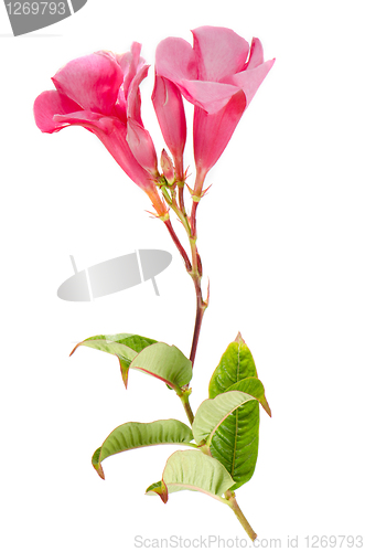 Image of Pink Dipladenia Sundavilla