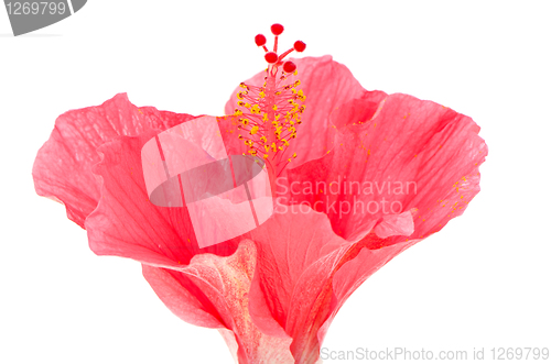 Image of Pink hibiscus blossom detail