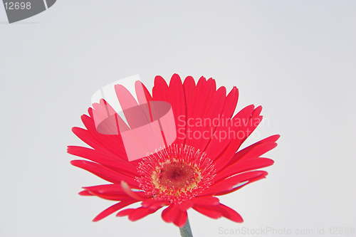 Image of A  lovely red gerbera