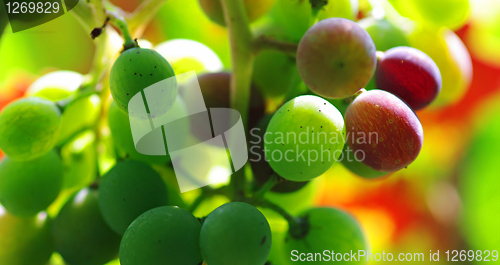 Image of A bunch of green and red grapes
