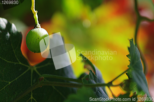 Image of A grape with a colorful background