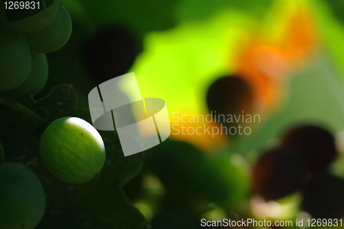 Image of A green grape with a colorful backgroud