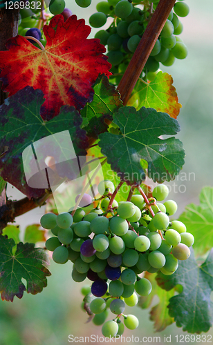 Image of Bunch of grapes