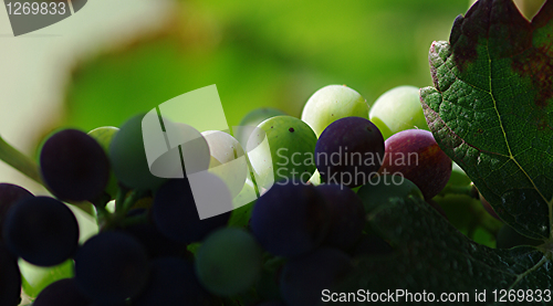 Image of Grapes and a leaf