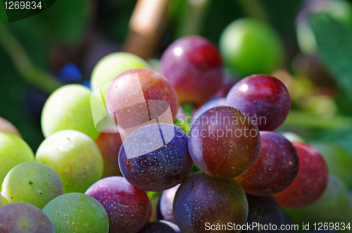 Image of Green and red grapes