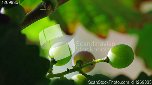 Image of Green grapes