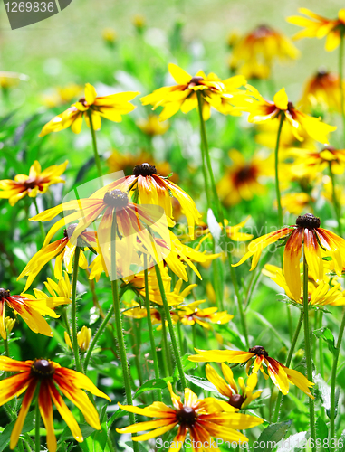 Image of Yellow flowers