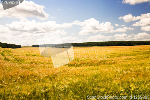 Image of Barley field