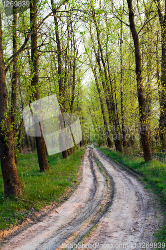 Image of Road to wood