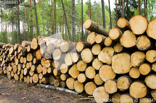 Image of Timber cuttings