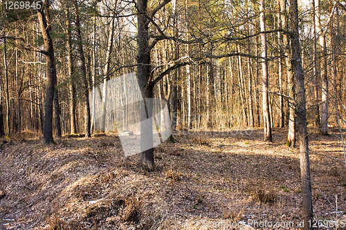 Image of Wood after snow thawing