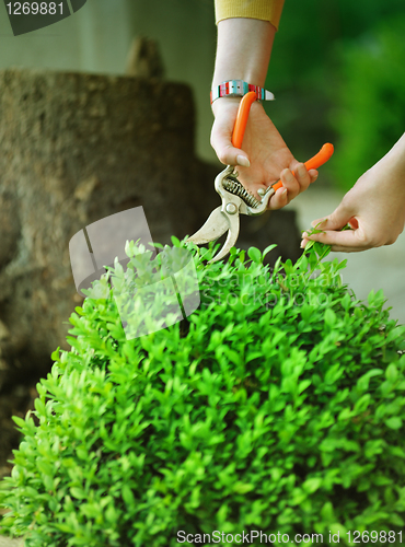 Image of Pleasure gardening