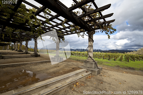 Image of Grapevine Pergola