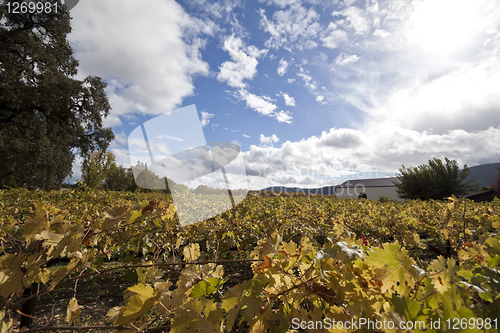 Image of Winery