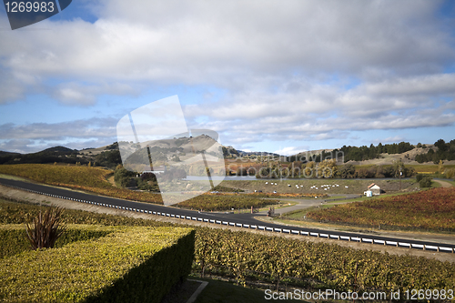 Image of Vineyard Landscape