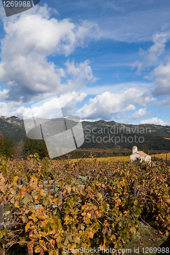 Image of Grapevines