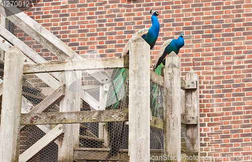 Image of peacocks