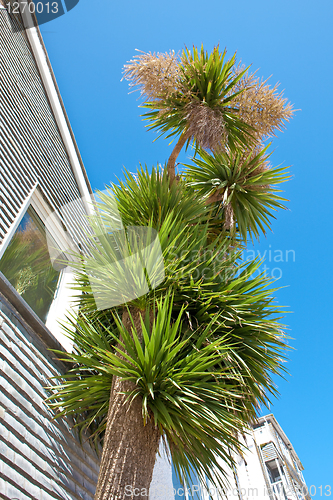 Image of Palm tree against a vibrant blue sky in St Ives, Cornwall