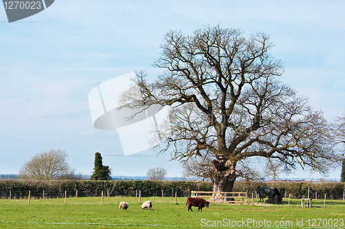 Image of Farm in Suffolk
