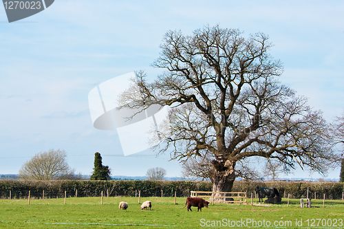 Image of Farm in Suffolk