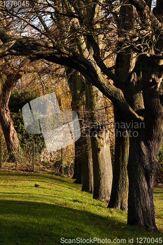 Image of trees