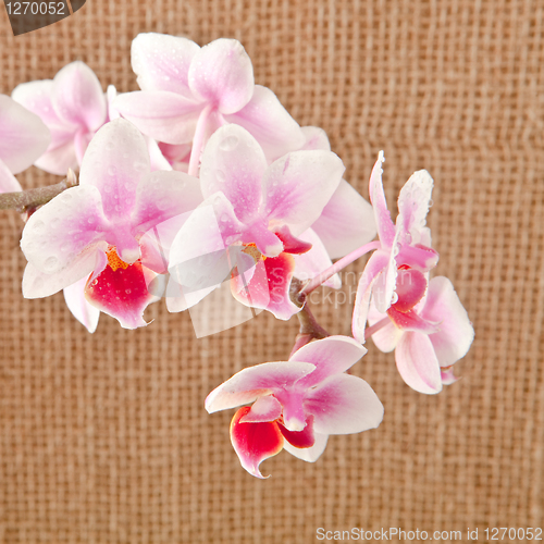 Image of orchid