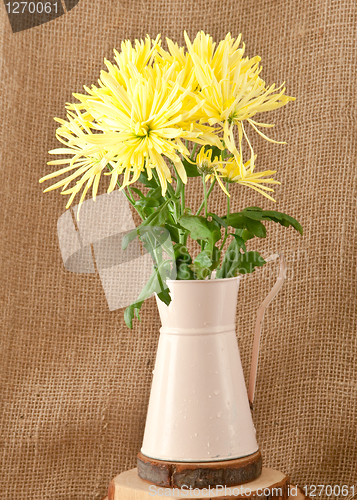Image of chrysanthemum