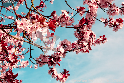 Image of Pink blossom