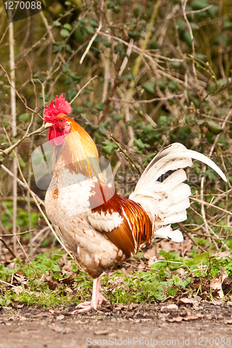 Image of rooster