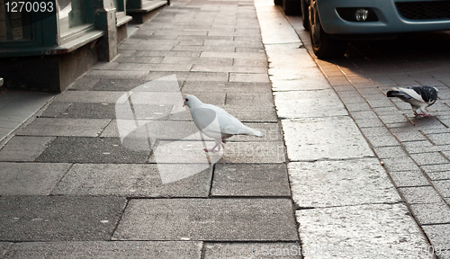 Image of Urban birds