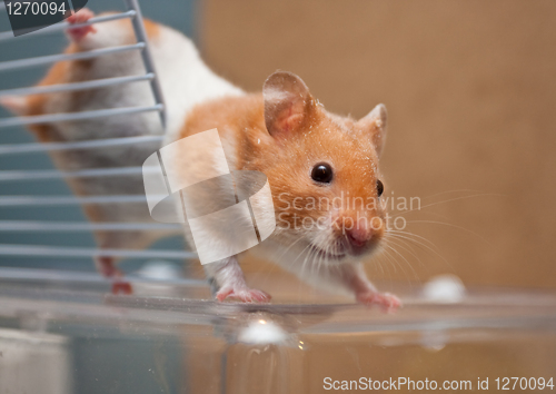 Image of Hamster