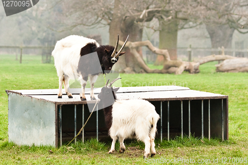 Image of goats