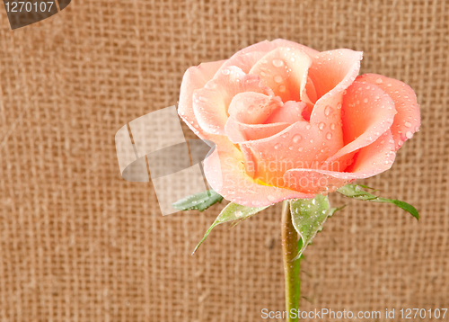 Image of rose