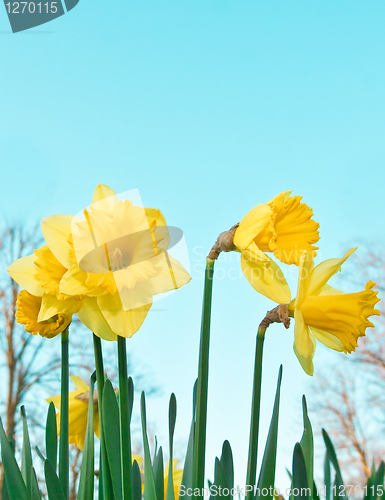 Image of daffodils