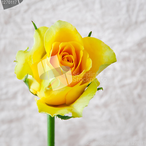 Image of yellow rose